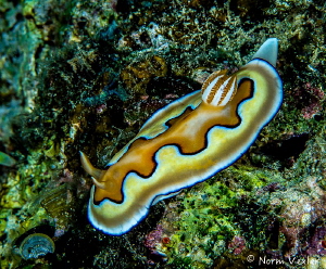 Co's Chromodoris photographed in Anilao, Philippines by Norm Vexler 